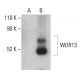 WDR13 Antibody (B-12) - Western Blotting - Image 401448 