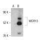 WDR13 Antibody (B-12) - Western Blotting - Image 401449 