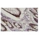 WDR4 Antibody (321.9) - Immunohistochemistry - Image 36206 