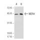 WDR4 Antibody (321.9) - Western Blotting - Image 48735 