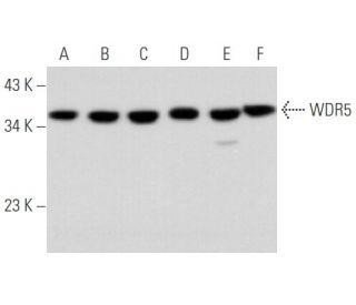 WDR5 Antibody (A-6) - Western Blotting - Image 356708 