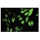 WDR5 Antibody (SF-14) - Immunofluorescence - Image 35715