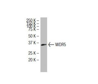 WDR5 Antibody (SF-14) - Western Blotting - Image 34265 