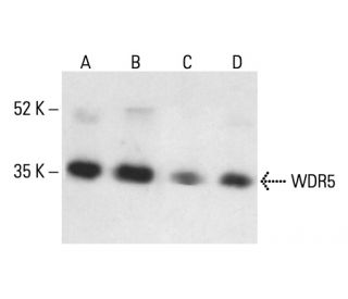 WDR5 Antibody (G-9) - Western Blotting - Image 405118 