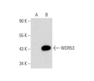 WDR53 Antibody (C-8) - Western Blotting - Image 323796