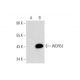 WDR53 Antibody (C-8) - Western Blotting - Image 323796