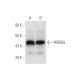 WDR55 Antibody (A-5) - Western Blotting - Image 316261 