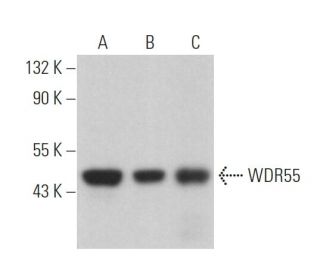 WDR55 Antibody (A-5) - Western Blotting - Image 373291 