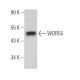 WDR55 Antibody (A-5) - Western Blotting - Image 373270