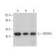 WDR55 Antibody (A-5) - Western Blotting - Image 373291 
