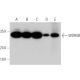 WDR5B Antibody (E-6) - Western Blotting - Image 344047 