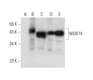 WDR74 Antibody (E-6) - Western Blotting - Image 298613