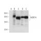 WDR74 Antibody (E-6) - Western Blotting - Image 298613