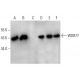 WDR77 Antibody (A-4) - Western Blotting - Image 352600 