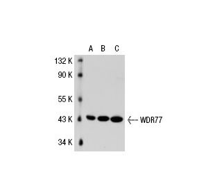 WDR77 Antibody (FG-4) - Western Blotting - Image 21989