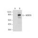 WDR78 Antibody (E-2) - Western Blotting - Image 288054