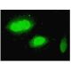 WDR79 Antibody (1F12) - Immunofluorescence - Image 351778 