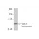 WDR79 Antibody (1F12) - Western Blotting - Image 349592