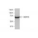 WDR79 Antibody (1F12) - Western Blotting - Image 352198 