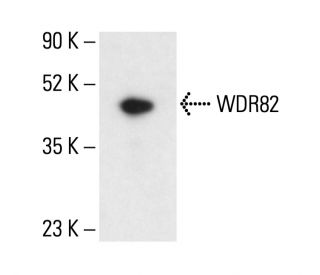 WDR82 Antibody (A-2) - Western Blotting - Image 404826