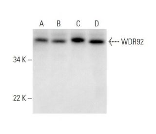 WDR92 Antibody (D-4) - Western Blotting - Image 293098 