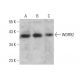 WDR92 Antibody (D-4) - Western Blotting - Image 376712 