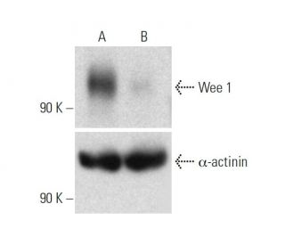 Wee 1 CRISPR/Cas9 KO Plasmid (h): sc-400701. Western blot analysis... 