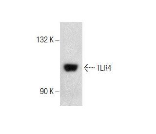 WEHI-231 Whole Cell Lysate: sc-2213. Western blot analysis of TLR4... 