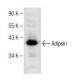 Adipsin Antibody (D-3) - Western Blotting - Image 151213