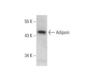 Adipsin (H-55): sc-50418. Western blot analysis of Adipsin expression in WEHI-3 whole cell lysate. 
