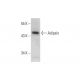 Adipsin (H-55): sc-50418. Western blot analysis of Adipsin expression in WEHI-3 whole cell lysate. 