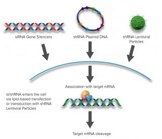 WFDC17 siRNA and shRNA Plasmids (m) - RNAi-directed mRNA Cleavage 
