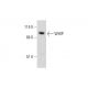 WHIP Antibody (C-10) - Western Blotting - Image 331156