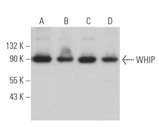 WHIP Antibody (G-2) - Western Blotting - Image 366024 