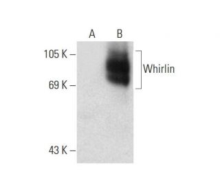 Whirlin Antibody (A-12) - Western Blotting - Image 134503 