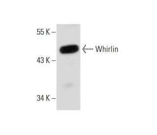 Whirlin Antibody (D-5) - Western Blotting - Image 134932 