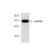 WiDr Cell Lysate: sc-24779. Western blot analysis of GMPR2 expression...