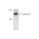 WiDr Cell Lysate: sc-24779. Western blot analysis of Lysozyme C... 