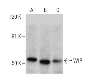 WIP Antibody (A-7) - Western Blotting - Image 358714 