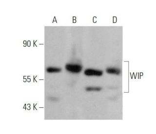 WIP Antibody (C-1) - Western Blotting - Image 358723 