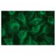 WIP Antibody (E-9) - Immunofluorescence - Image 133650 