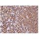 WIP Antibody (E-9) - Immunohistochemistry - Image 159997 