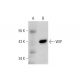 WIP Antibody (E-9) - Western Blotting - Image 130331