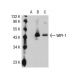 WIPI-1 Antibody (38-W) - Western Blotting - Image 32635