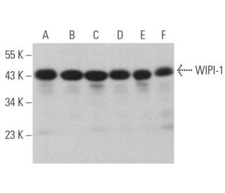 WIPI-1 Antibody (F-6) - Western Blotting - Image 374471