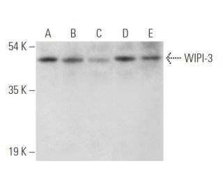 WIPI-3 Antibody (B-7) - Western Blotting - Image 316338 