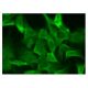 WISP-1 Antibody (A-9) - Immunofluorescence - Image 152168 