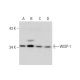 WISP-1 Antibody (A-9) - Western Blotting - Image 135449 