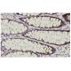 WNK2 Antibody (46.21) - Immunohistochemistry - Image 36031