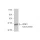 WNK3 Antibody (4H5) - Western Blotting - Image 350274